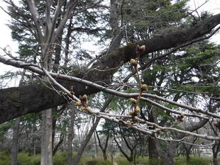 三ッ沢公園のサクラ開花情報