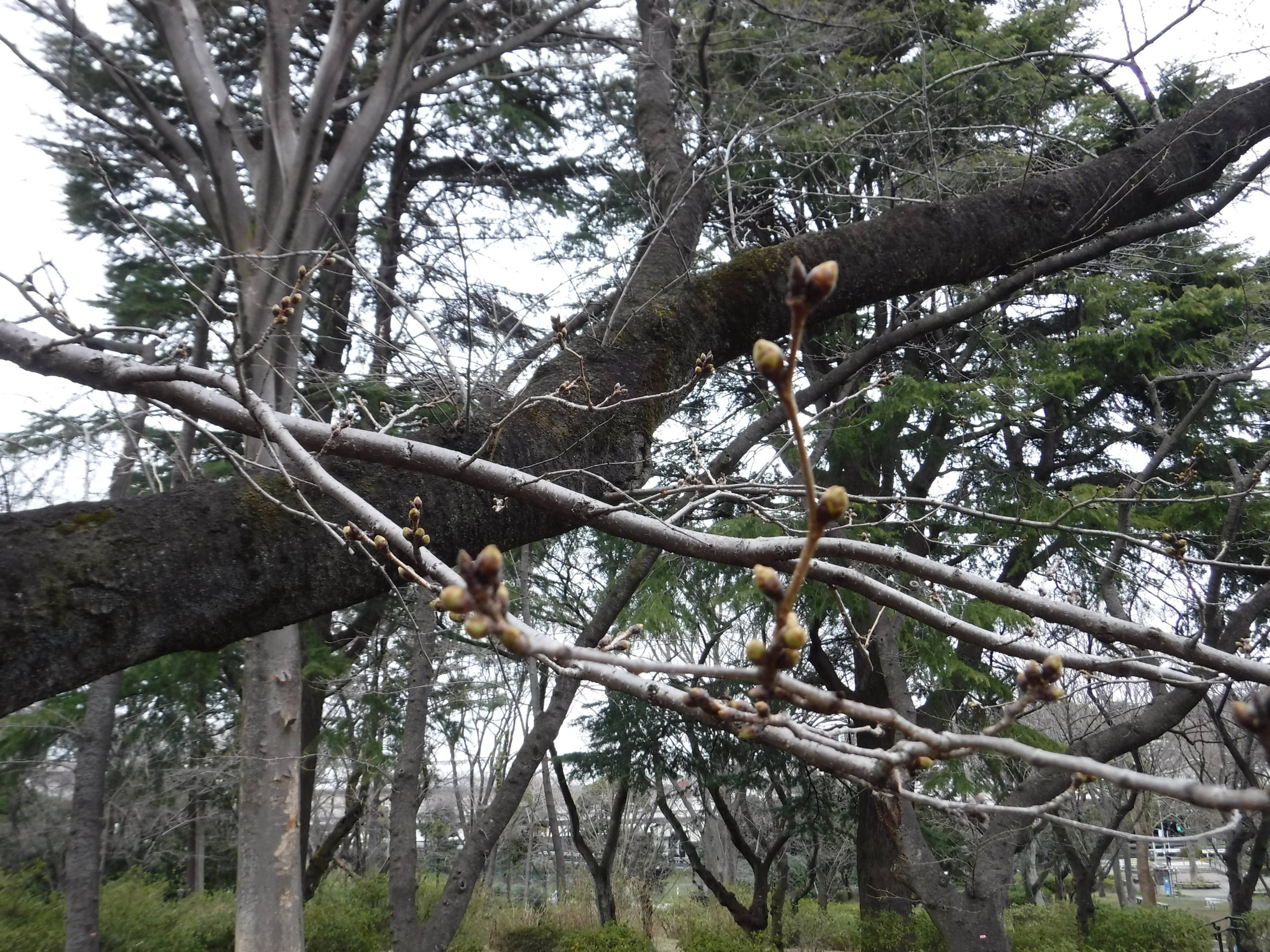 三ッ沢公園のサクラ開花情報の写真