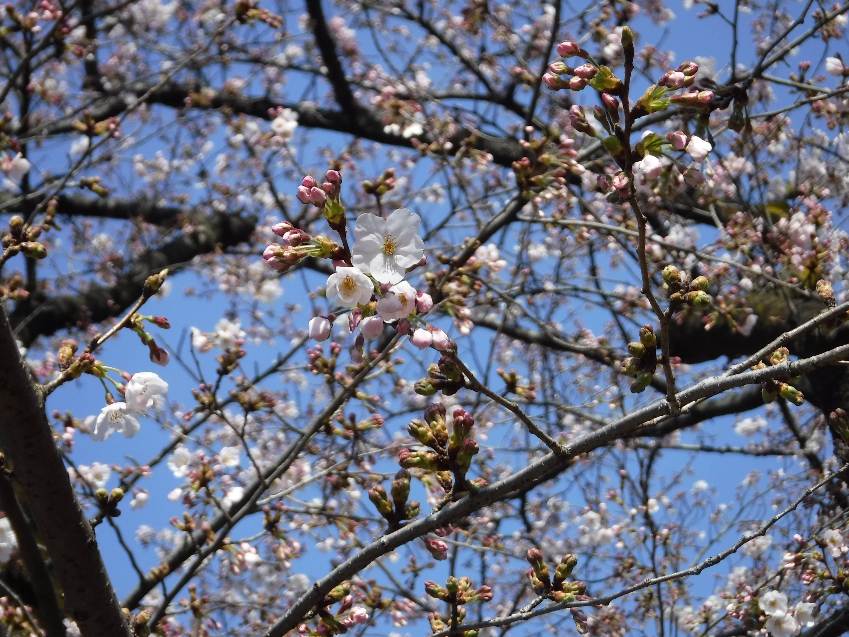 三ツ沢公園のサクラ開花情報の写真