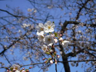 三ツ沢公園のサクラ開花情報