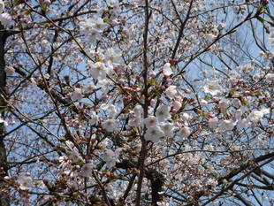 三ツ沢公園のサクラ開花情報