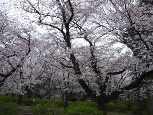 三ツ沢公園の桜開花情報