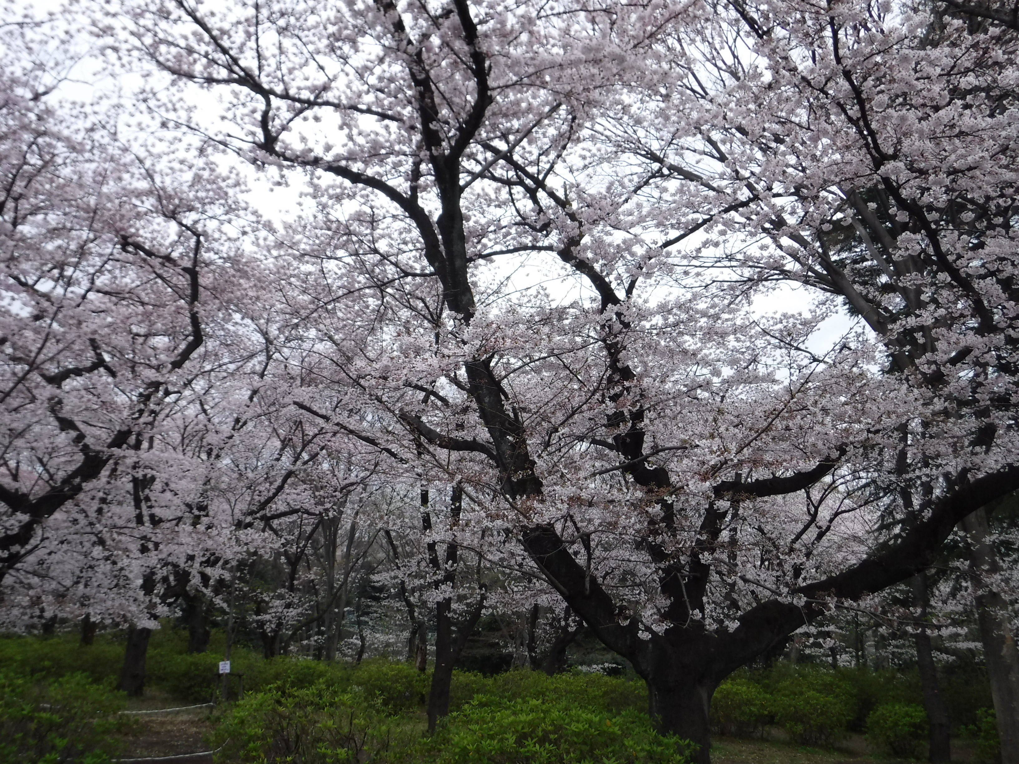 三ツ沢公園の桜開花情報の写真