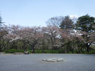 三ツ沢公園のサクラ開花情報