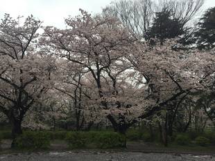三ツ沢公園のサクラ開花情報