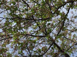 三ツ沢公園のサクラ開花情報