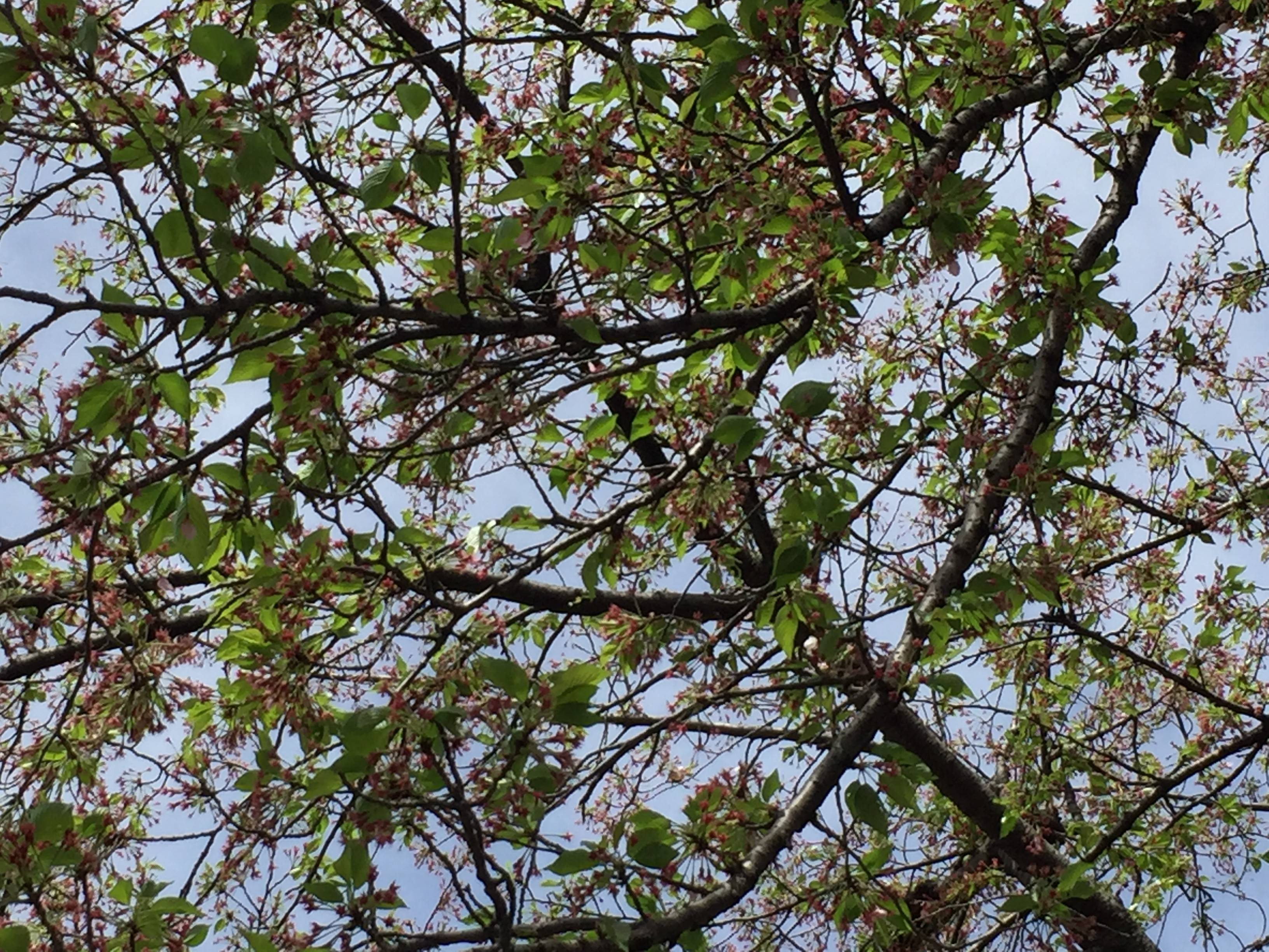三ツ沢公園のサクラ開花情報の写真