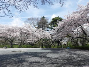 三ツ沢公園のサクラ開花情報