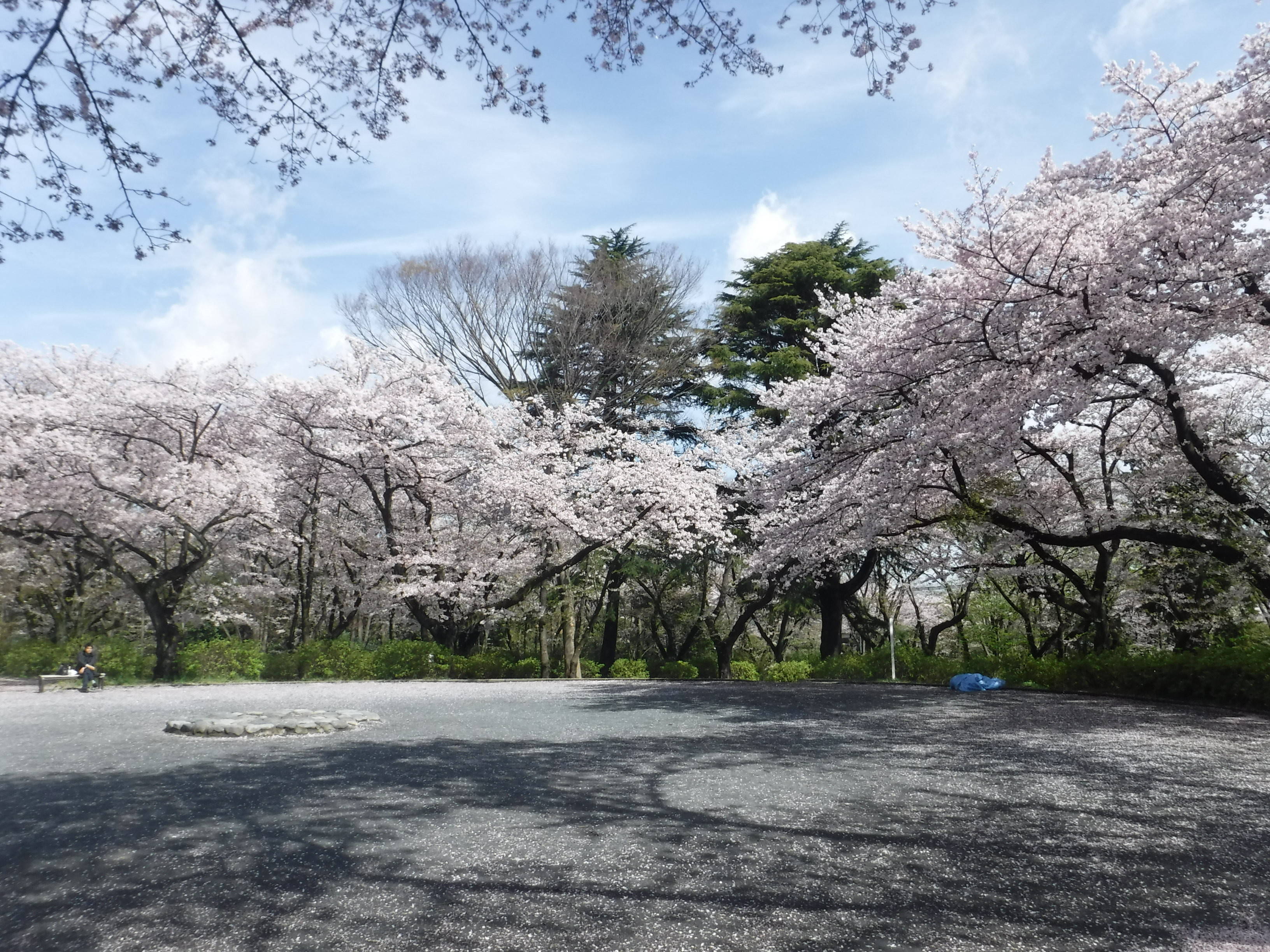 三ツ沢公園のサクラ開花情報の写真