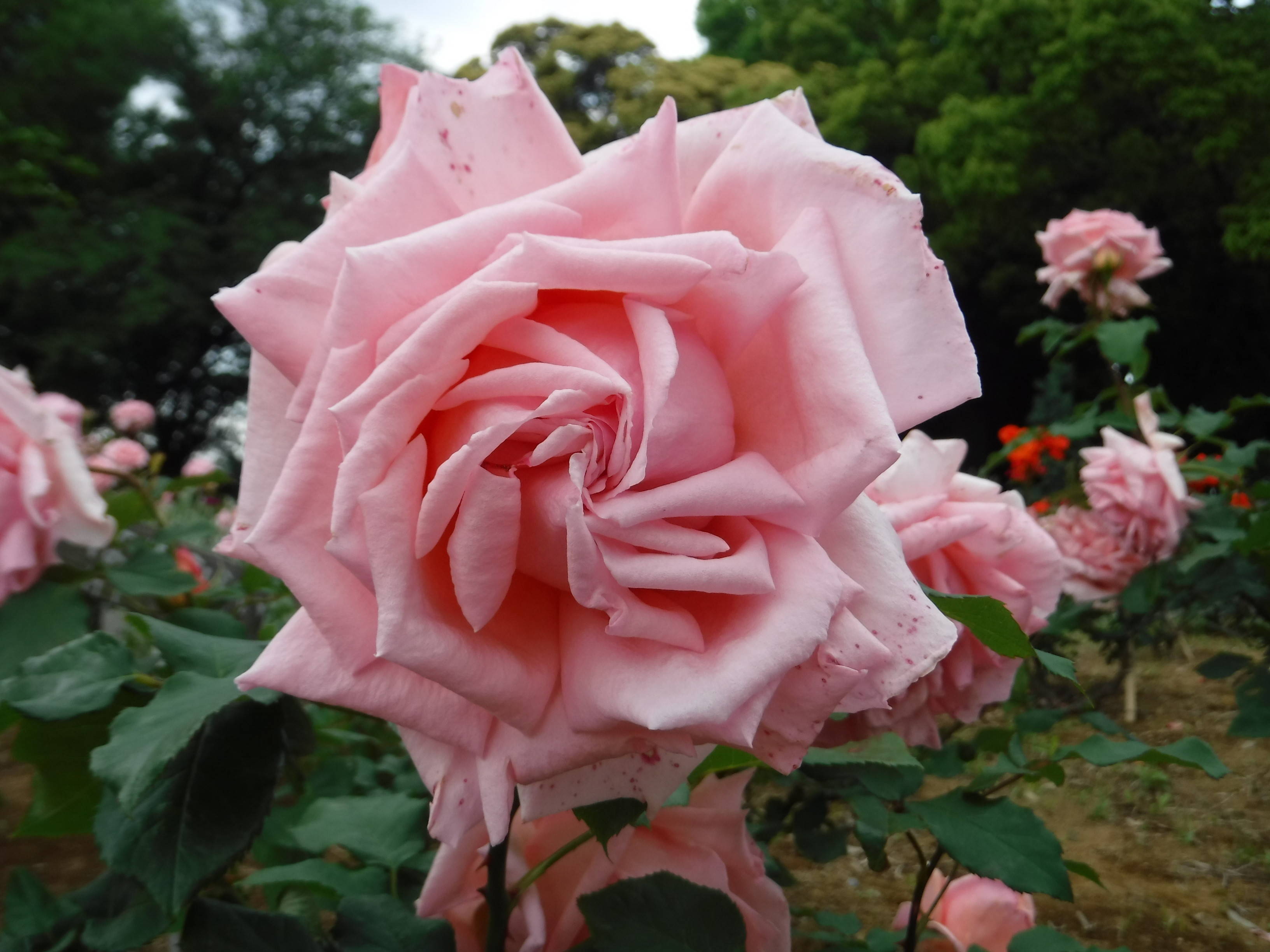 三ツ沢公園　バラが見頃です！の写真