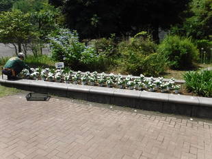 みんなで夏花壇の花植えをしました！