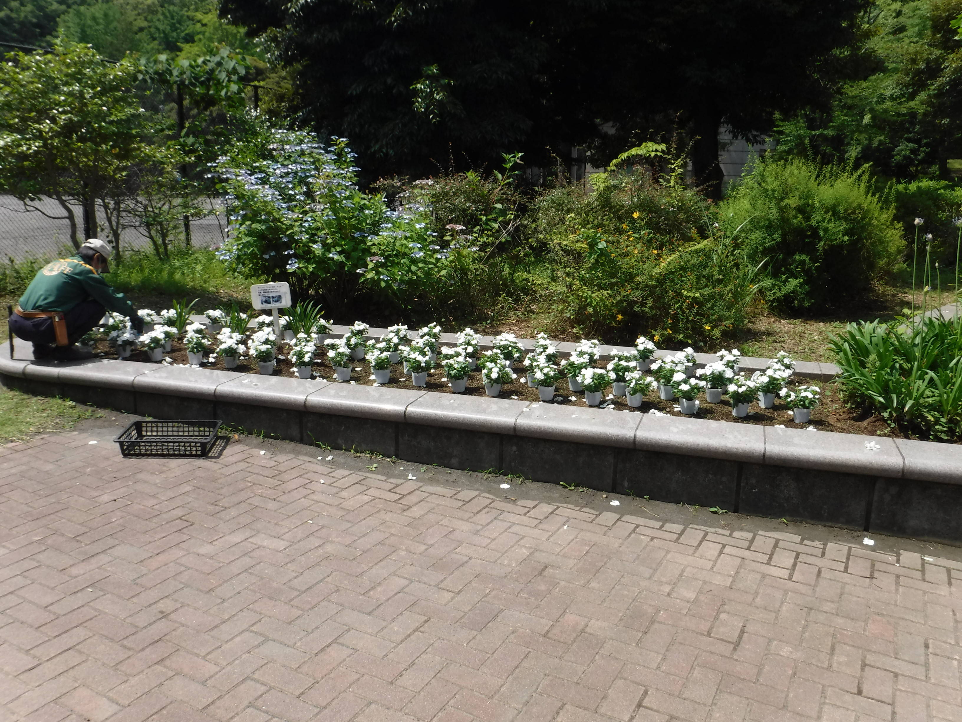 みんなで夏花壇の花植えをしました！の写真