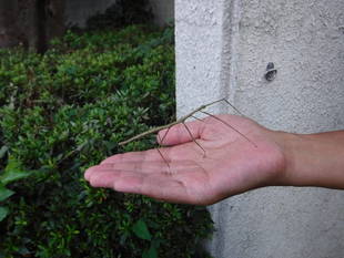 ナナフシがいました！