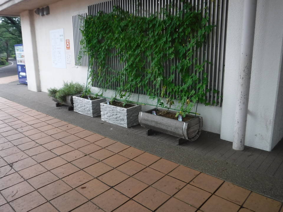 ゴーヤが実りました!の写真