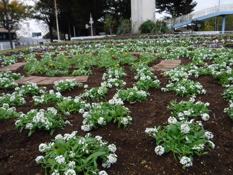 ロータリー花壇の花苗植えを植え替えました。の写真