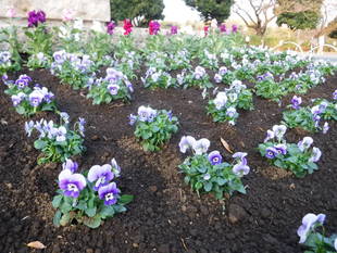 平沼像花壇の花苗を植え替えました。