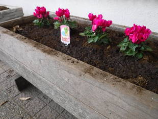 第一レストハウス周辺にあるプランターの花苗を植え替えました。