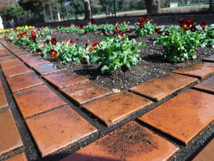 第一レストハウスにあるレンガ花壇の花苗を植え替えました。