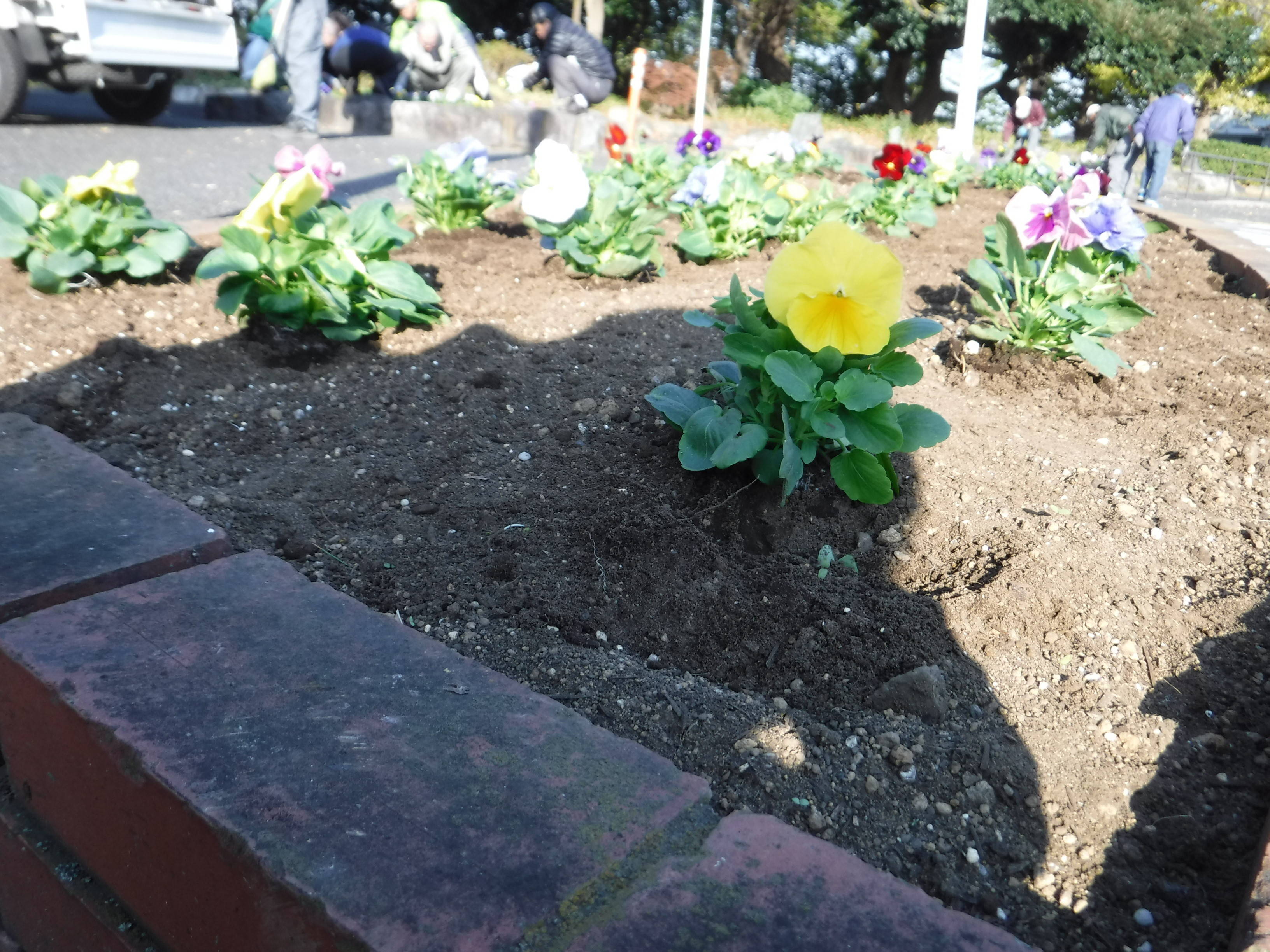 第3レストハウスからバス停付近にあるプランター等の花苗を植え替えました。の写真