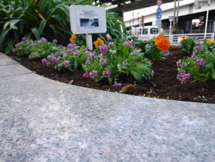 自由広場入口花壇の花苗を植え替えました。