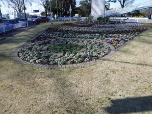 ロータリー花壇の花苗植えが根付いてきました。