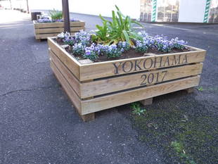 主園路にあるプランターの花苗が根付いてきました。