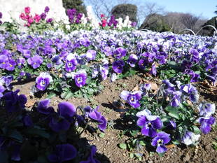 平沼像花壇の花苗が根付いてきました。