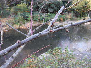 流れの池の周辺にある梅の木に、蕾がつきはじめました。