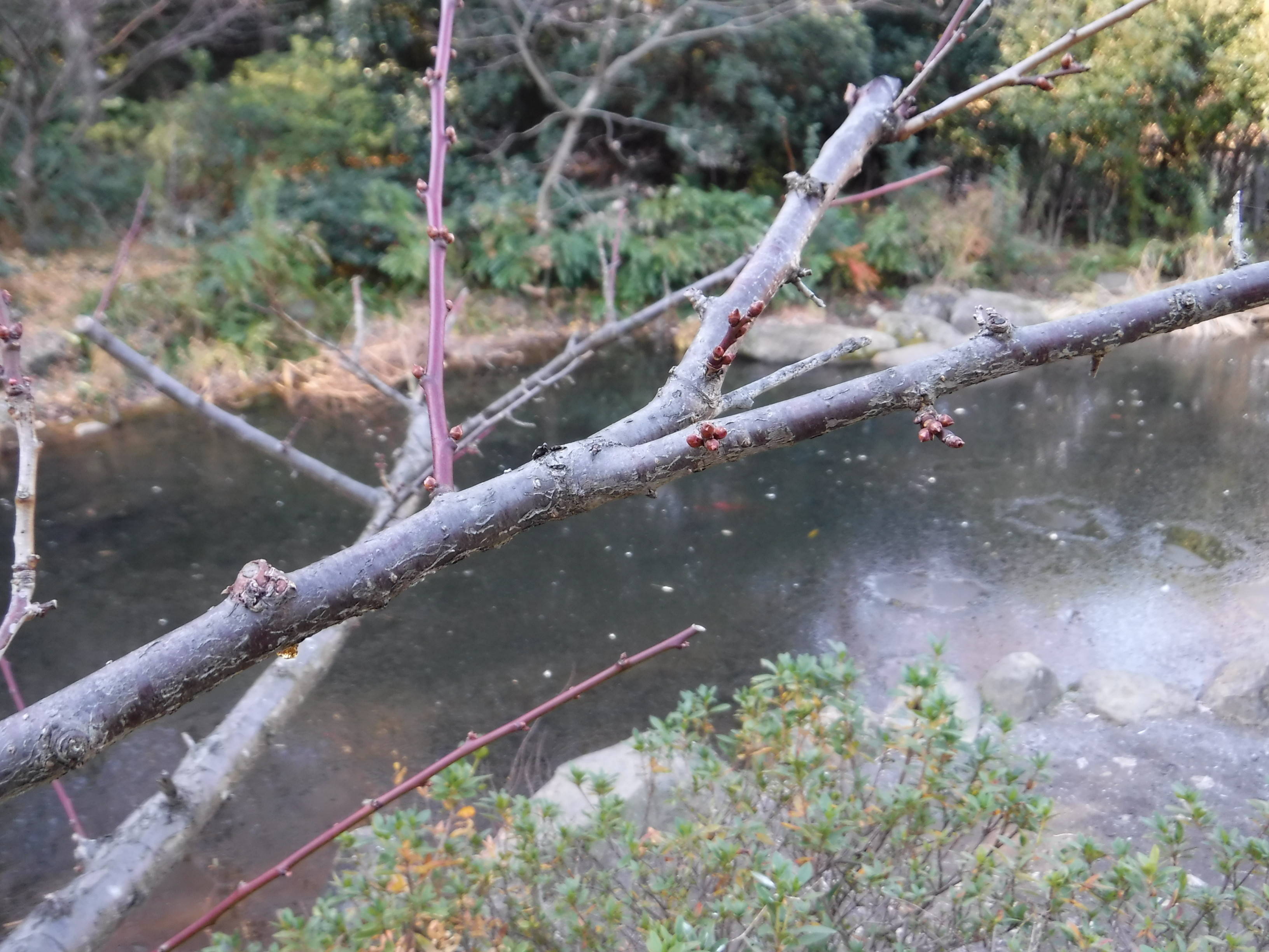 流れの池の周辺にある梅の木に、蕾がつきはじめました。の写真