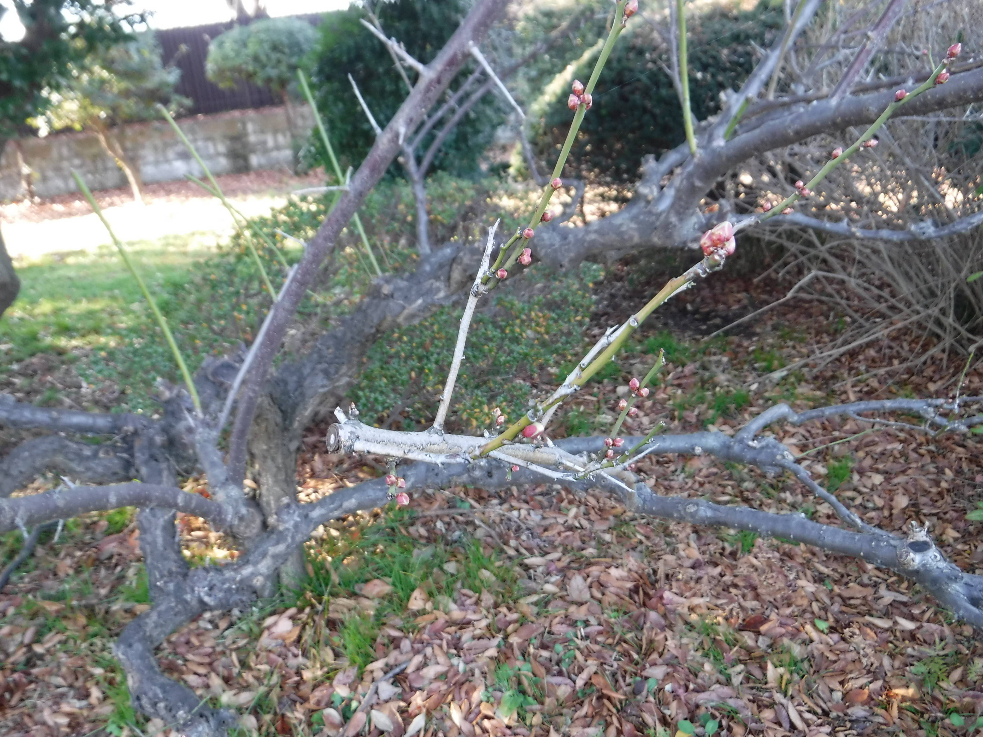 平沼像の前にある梅の木です。の写真