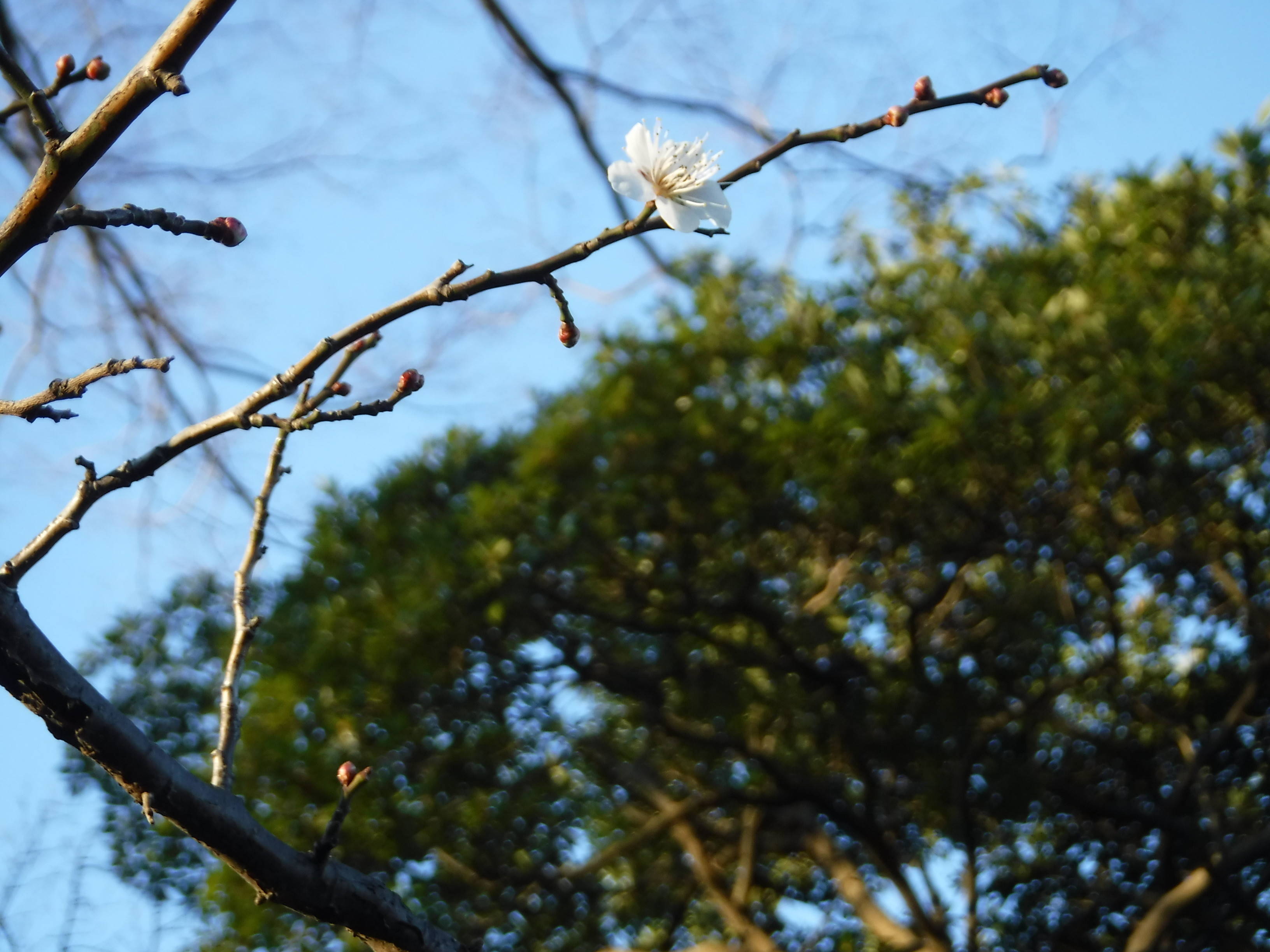 梅の花が二輪だけ咲きました。の写真