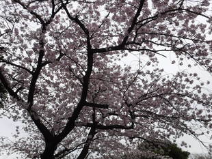 今年もサクラの季節が近づいてきました！