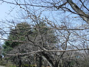 三ツ沢公園のサクラ開花情報
