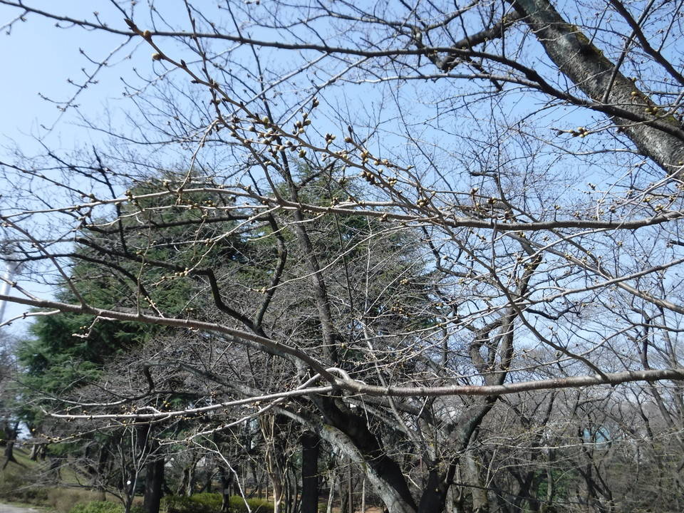 三ツ沢公園のサクラ開花情報の写真