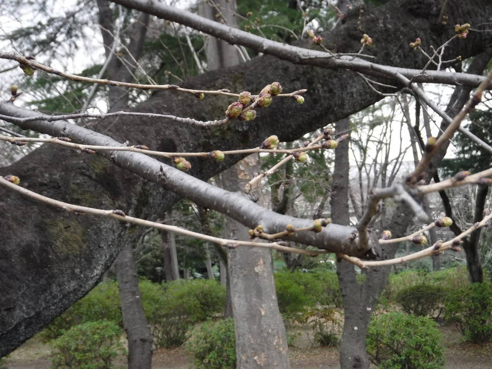 三ツ沢公園のサクラ開花情報の写真