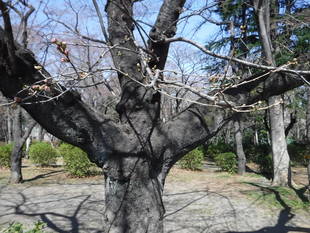 三ツ沢公園のサクラ開花情報