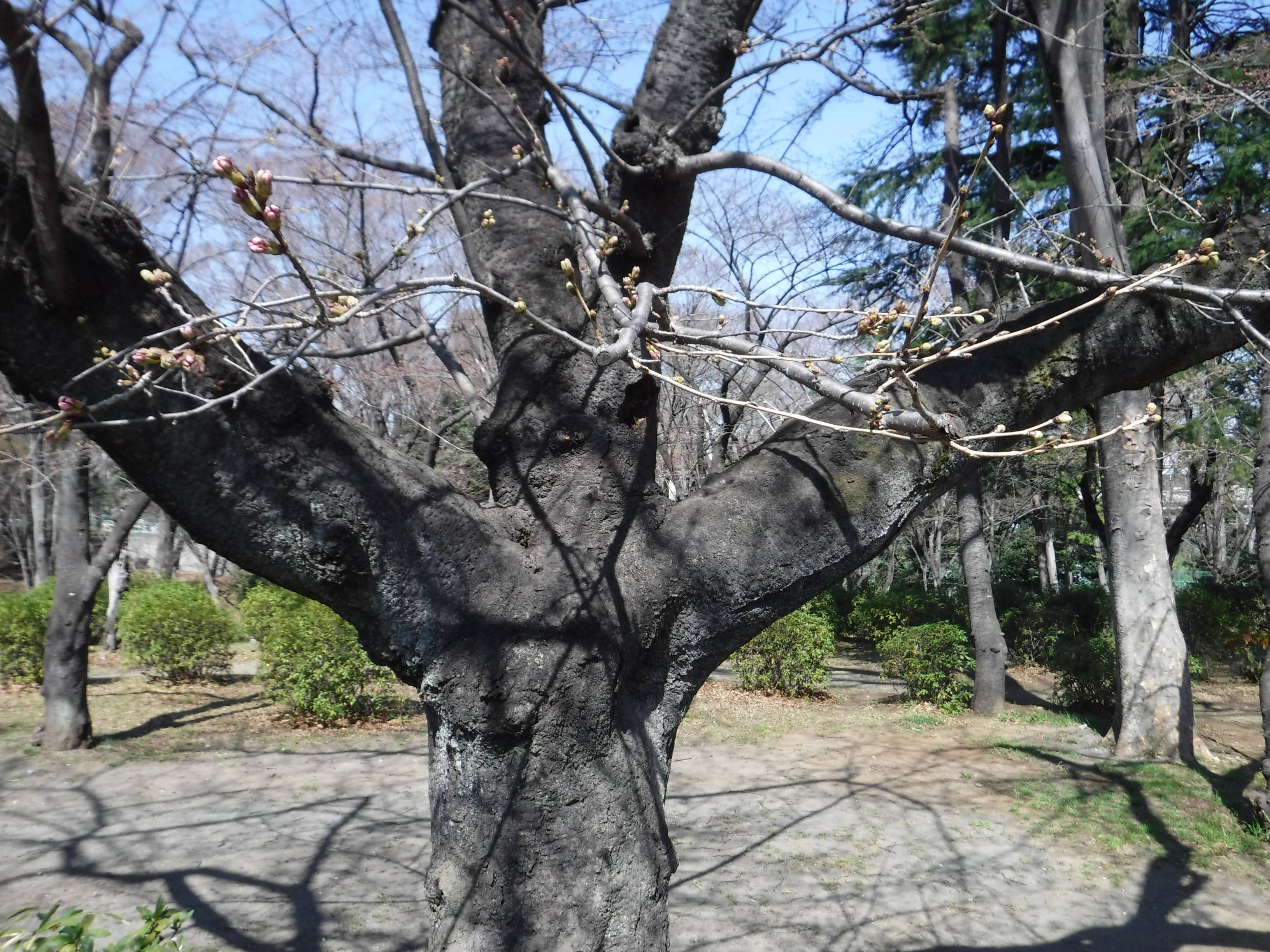 三ツ沢公園のサクラ開花情報の写真