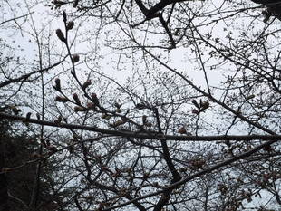 三ツ沢公園のサクラ開花情報