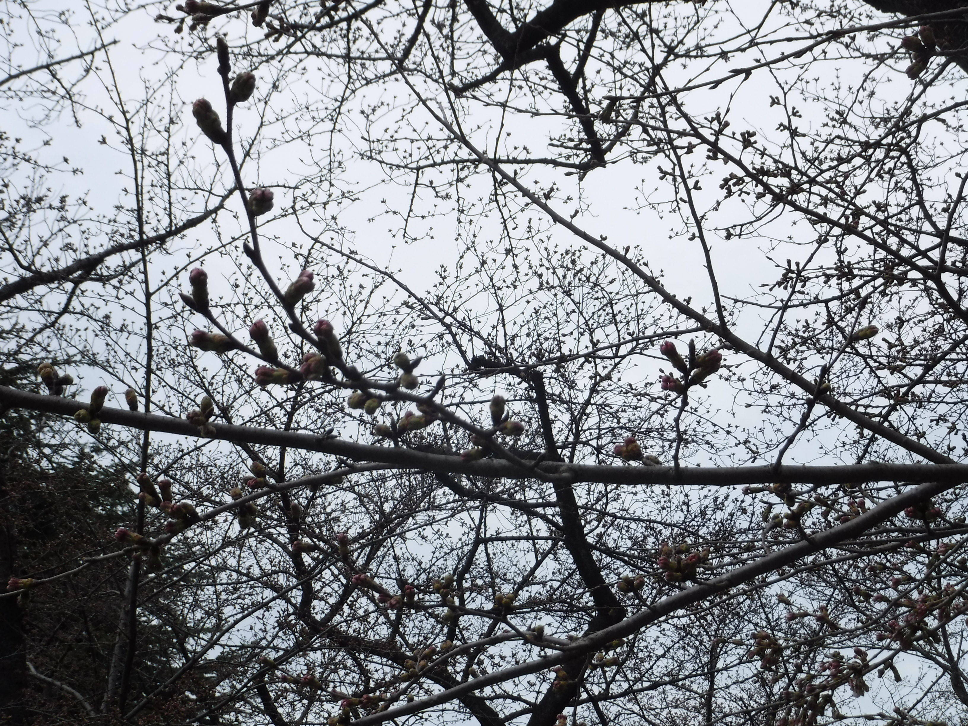 三ツ沢公園のサクラ開花情報の写真
