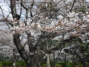 三ツ沢公園のサクラ開花情報