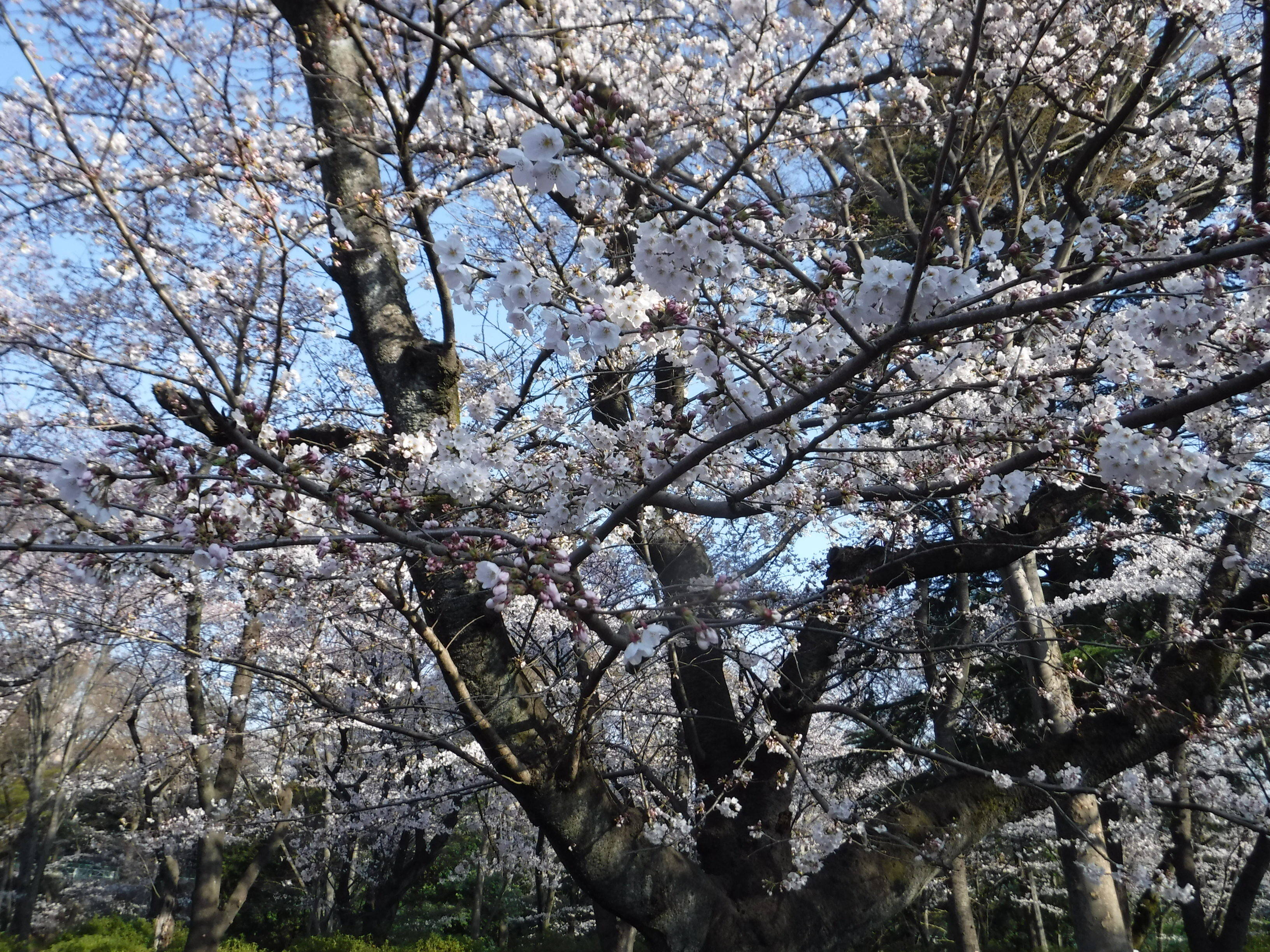 三ツ沢公園のサクラ開花情報の写真