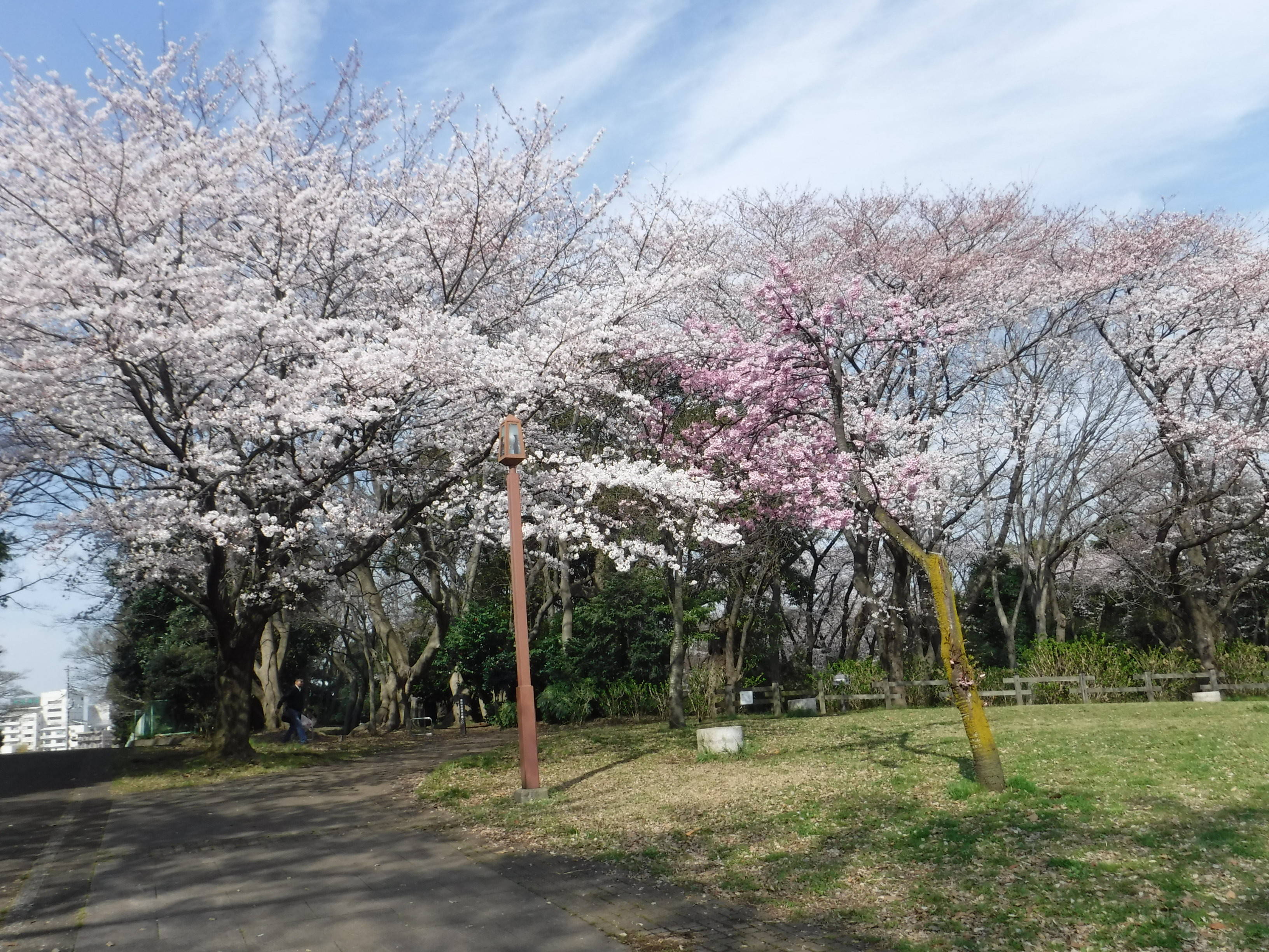 三ツ沢公園のサクラ開花情報の写真