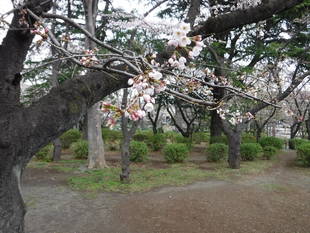 三ツ沢公園のサクラ開花情報