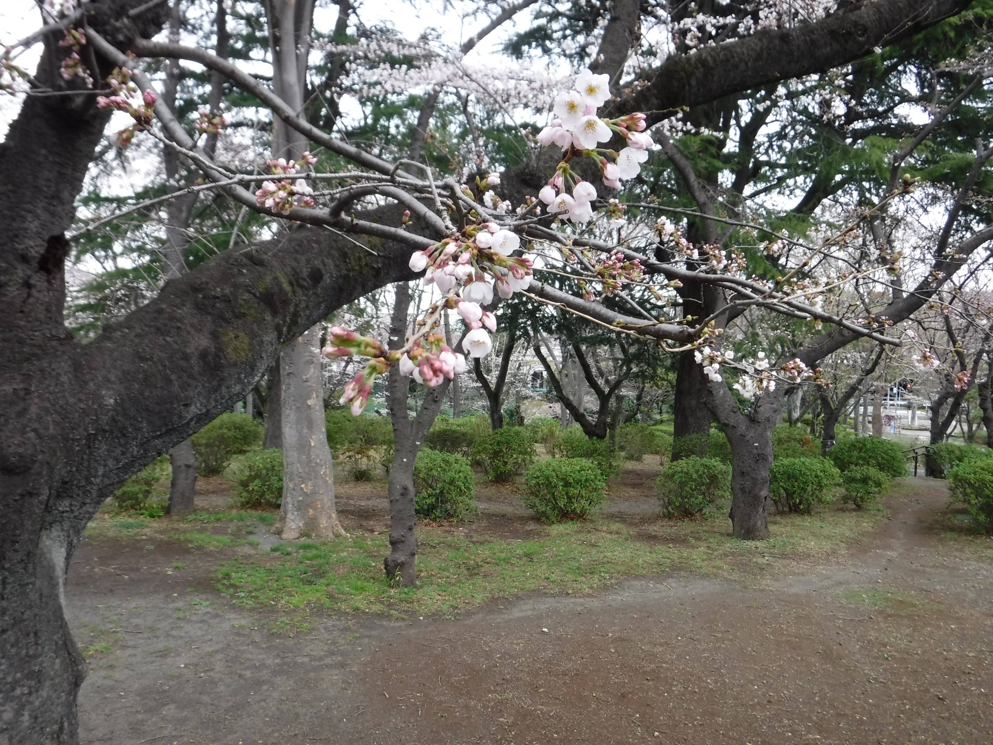 三ツ沢公園のサクラ開花情報の写真