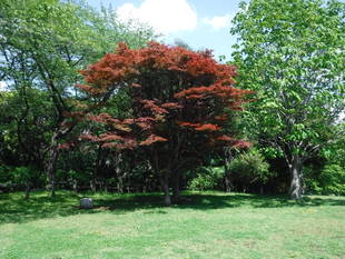 この季節に園内で咲いている花を紹介します。