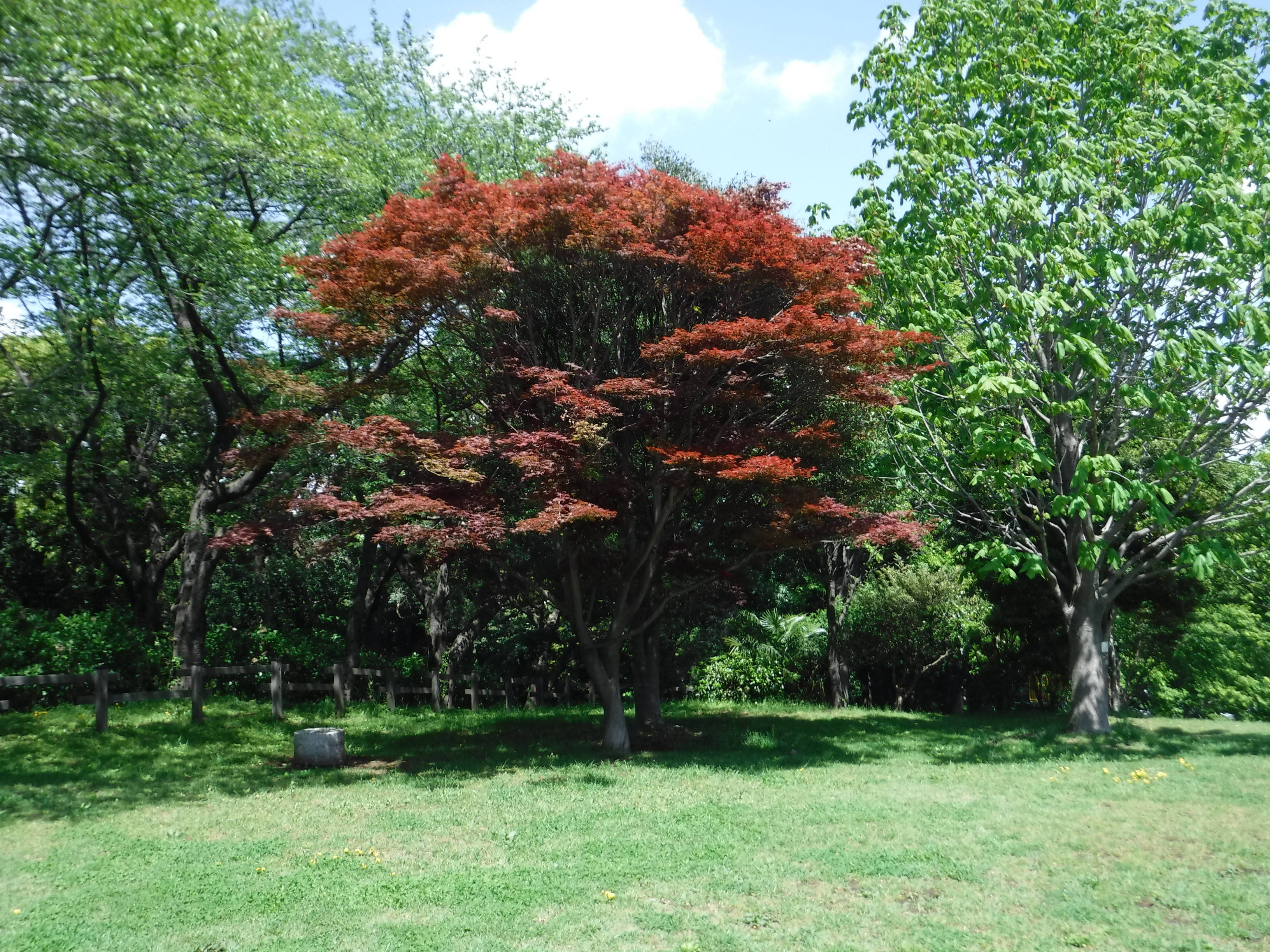 この季節に園内で咲いている花を紹介します。の写真