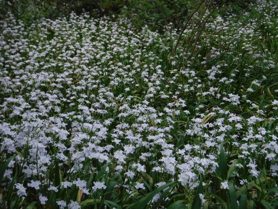 この季節に園内で咲いている花を紹介します。の写真