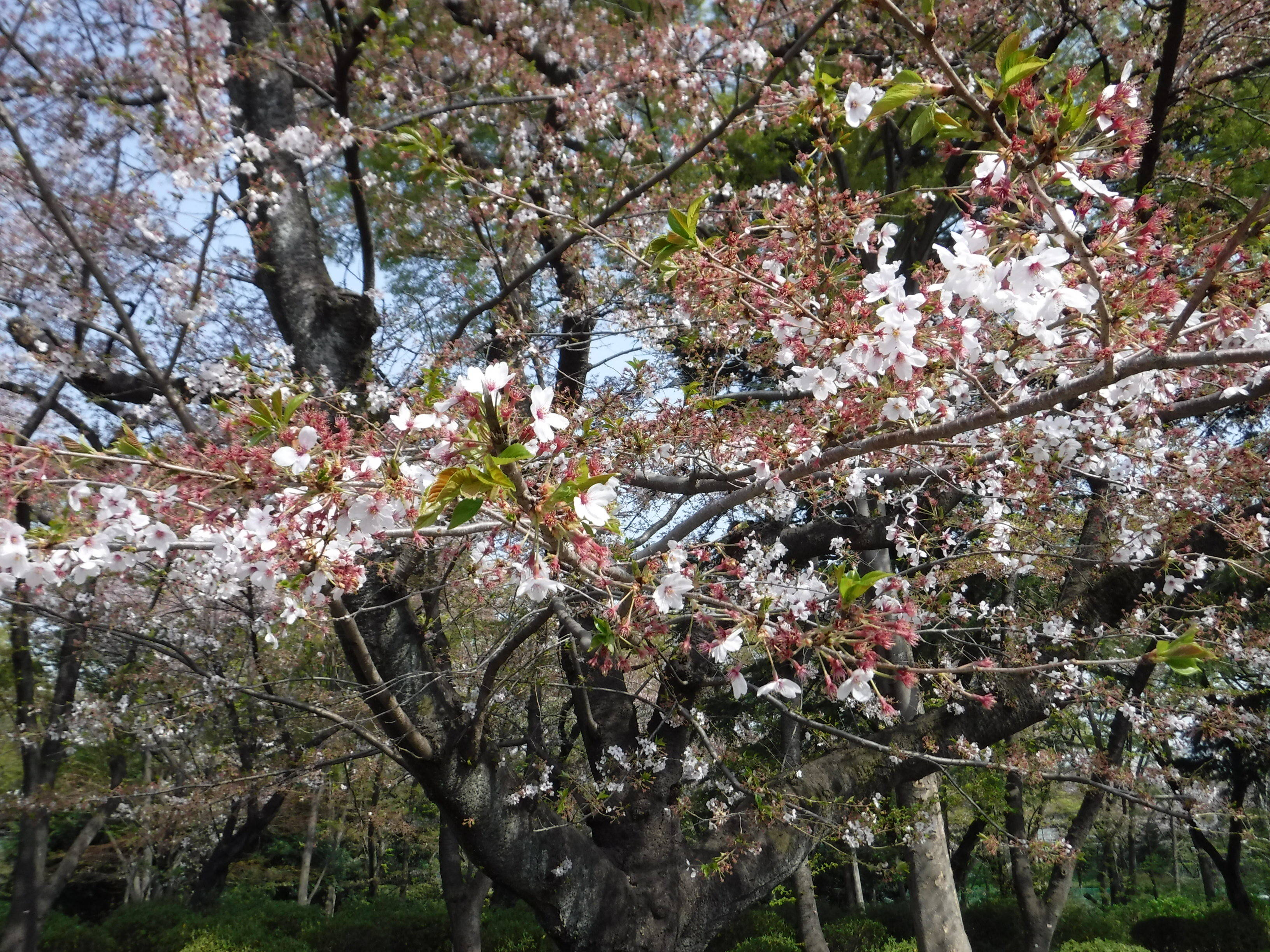三ツ沢公園のサクラ開花情報の写真
