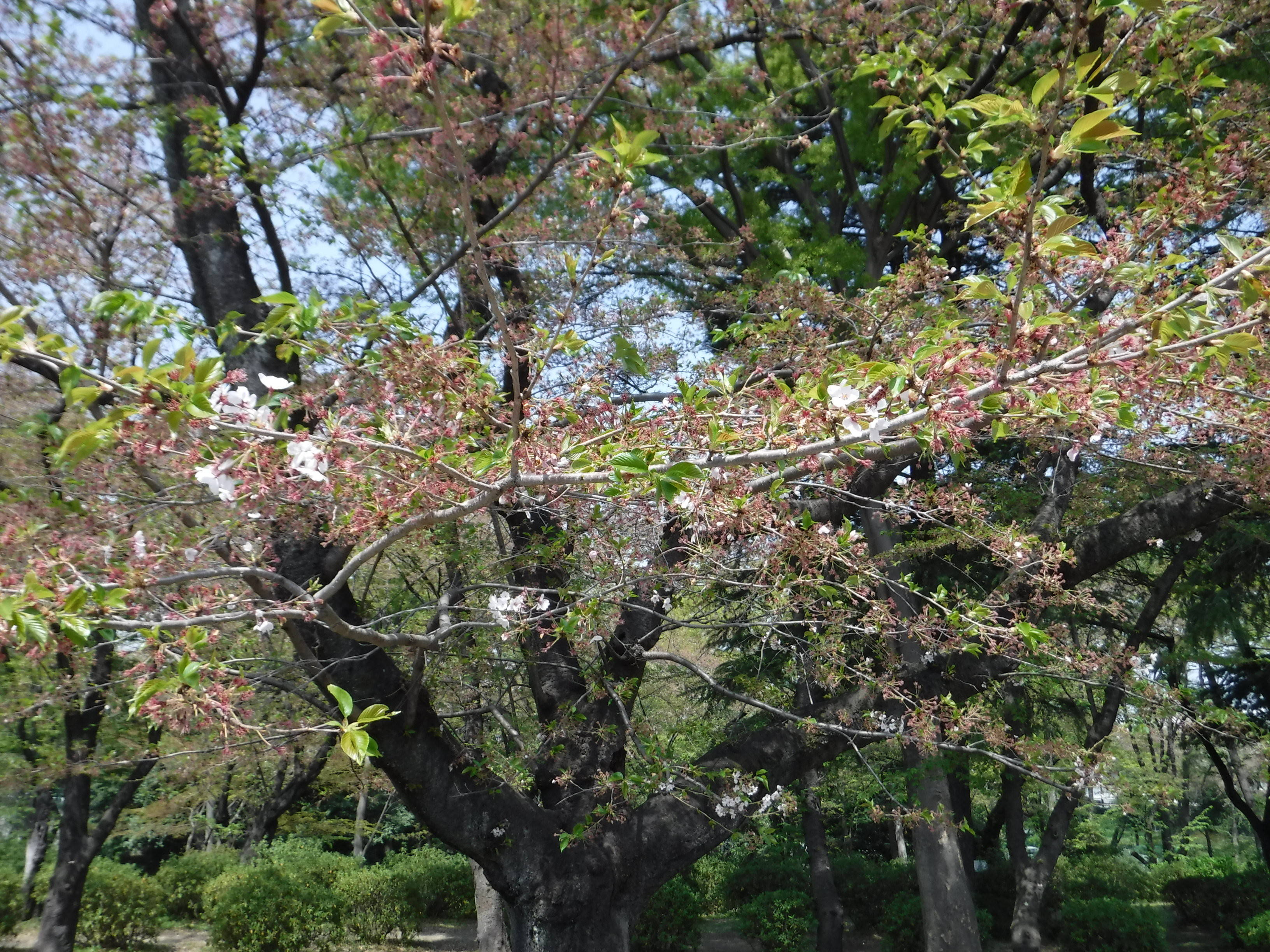 三ツ沢公園のサクラ開花情報の写真