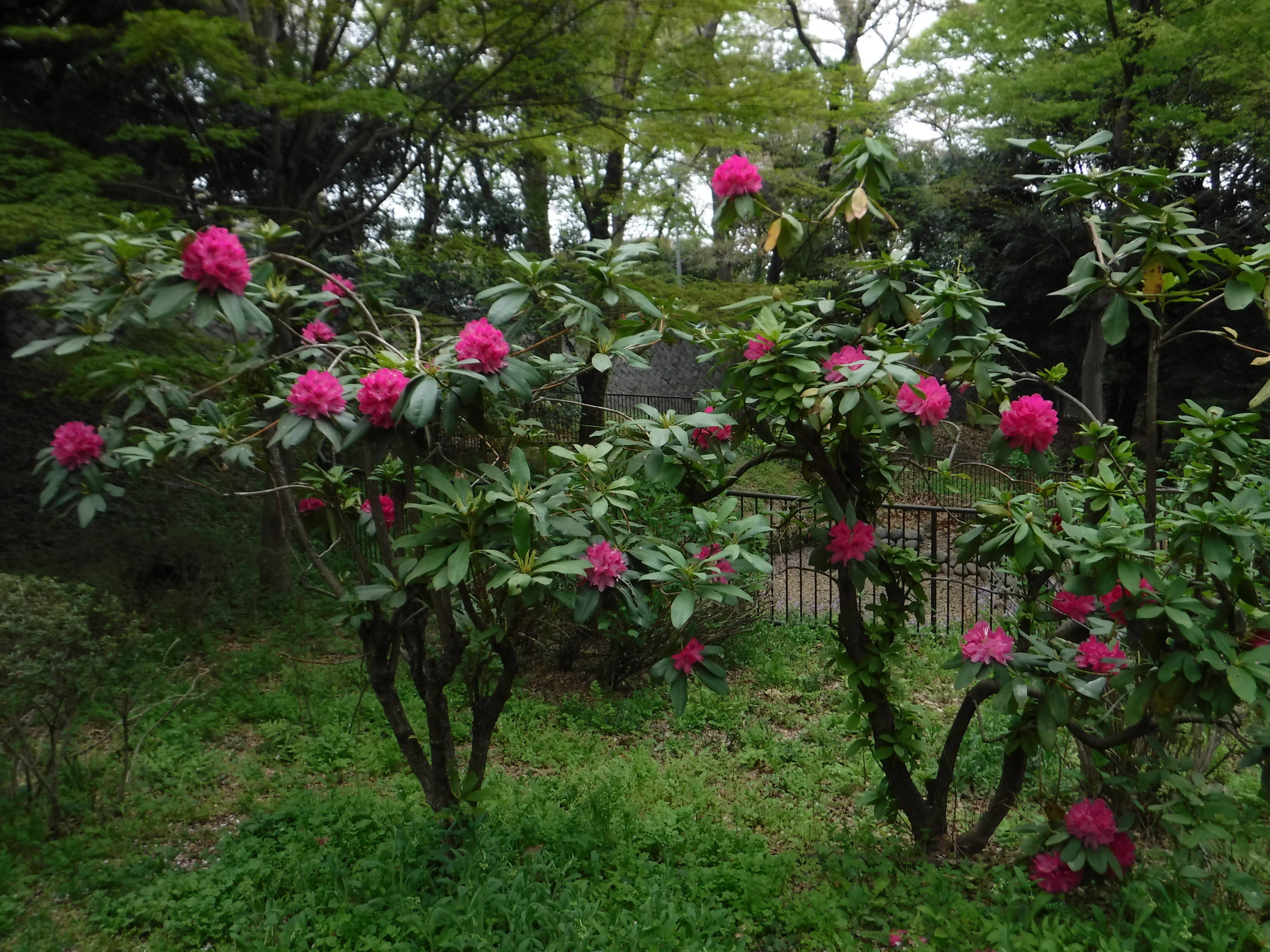 シャクナゲ、八重桜が咲いています。の写真